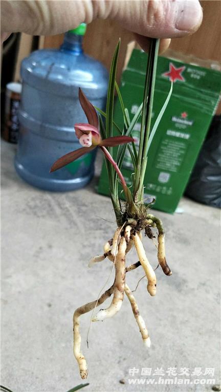 苗朵香春兰叶型草