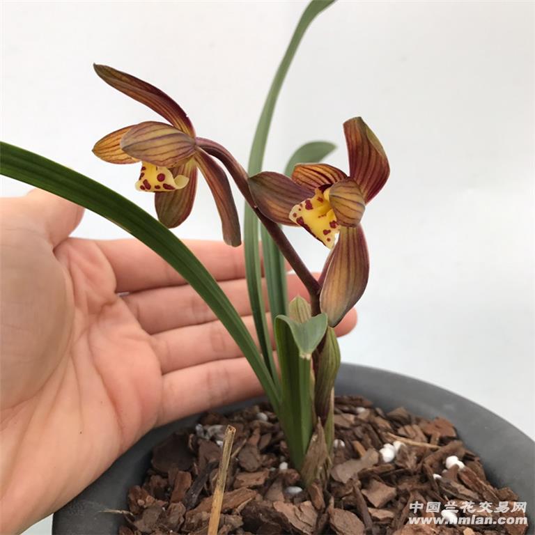 新品红荷带花 中国兰花交易网