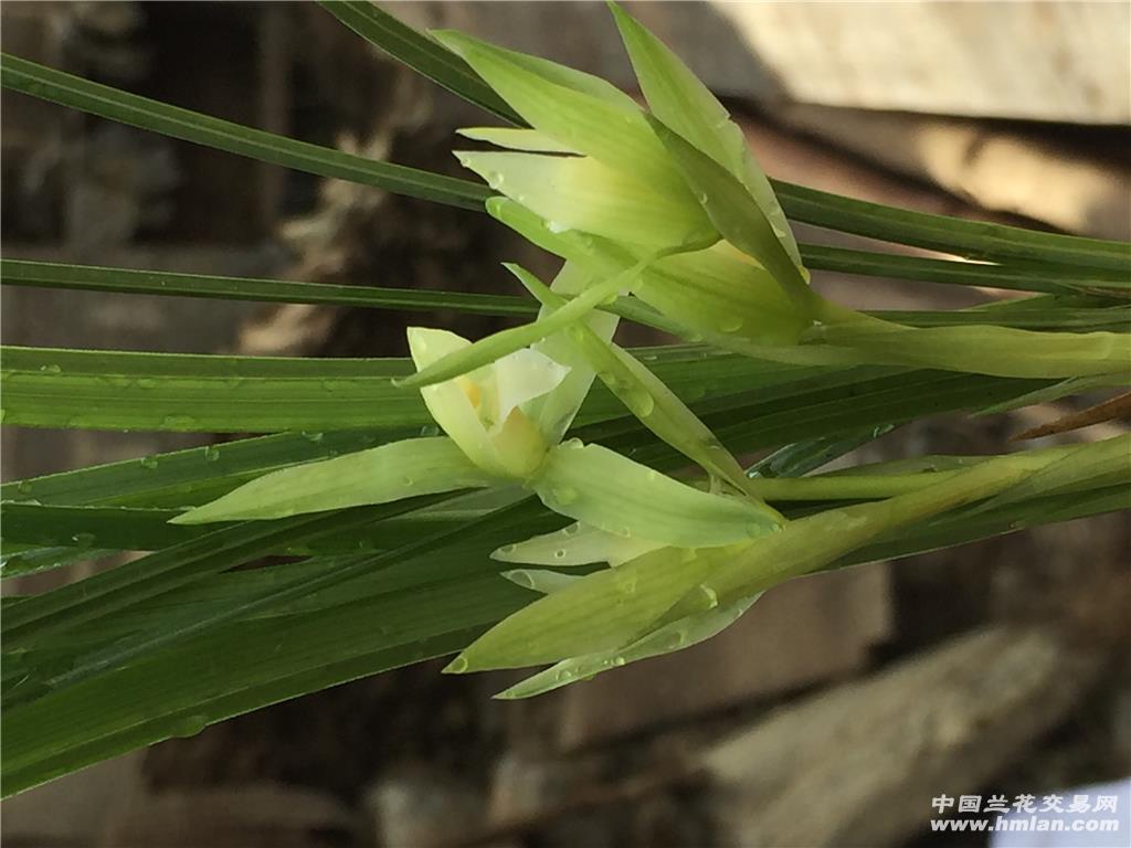 春兰下山高杆素花素定