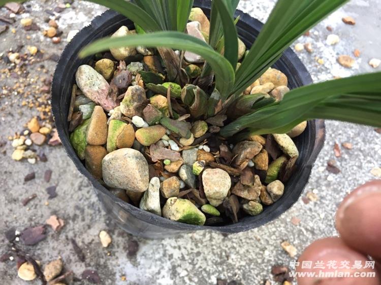春剑大富贵,4苗1芽2花苞 中国兰花交易网