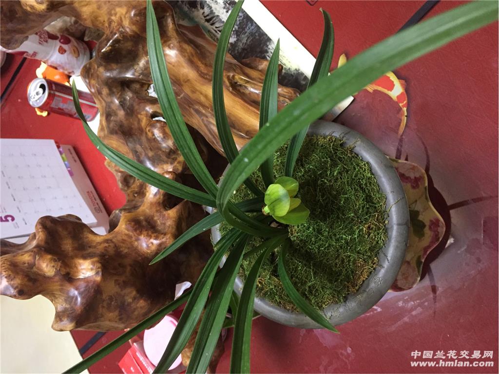 春兰荷花正开 - 中国兰花交易网