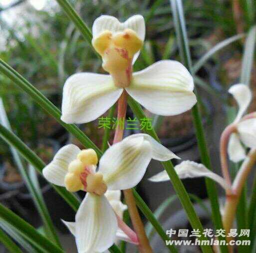云南莲瓣虎山玉梅3苗1花苞