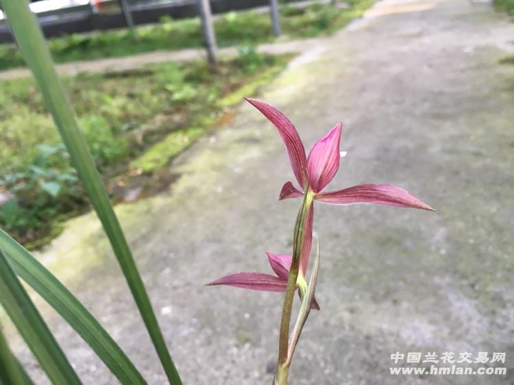 春兰精品红花(红豆)带花苞 - 中国兰花交易网