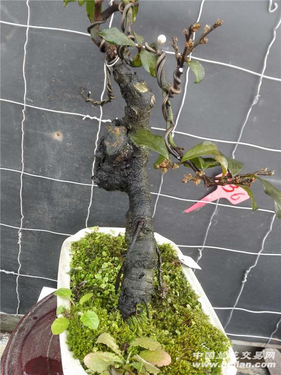 236号金弹子嫁接下山桩怪桩