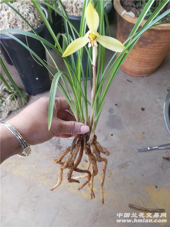 黄花香豆瓣 - 中国兰花交易网