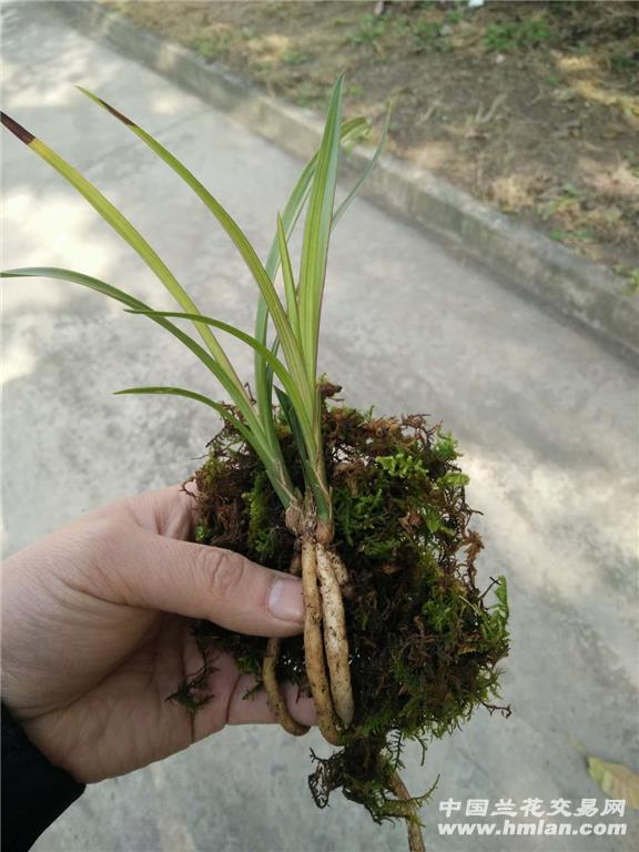 大田选出春剑红草