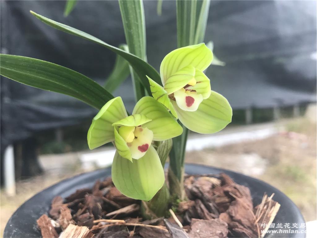 春剑 荷王 (2苗1现花1花苞)