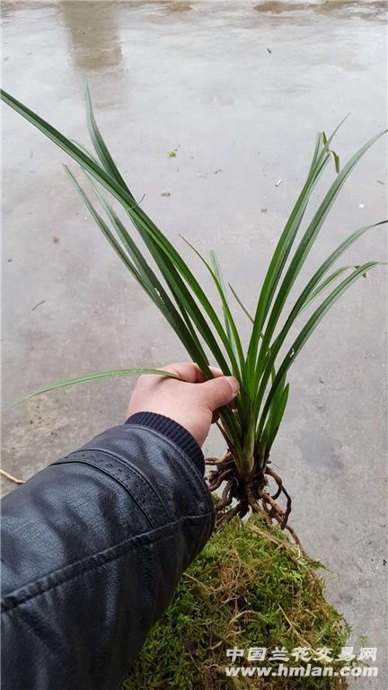 才下山送春赌花草 - 中国兰花交易网