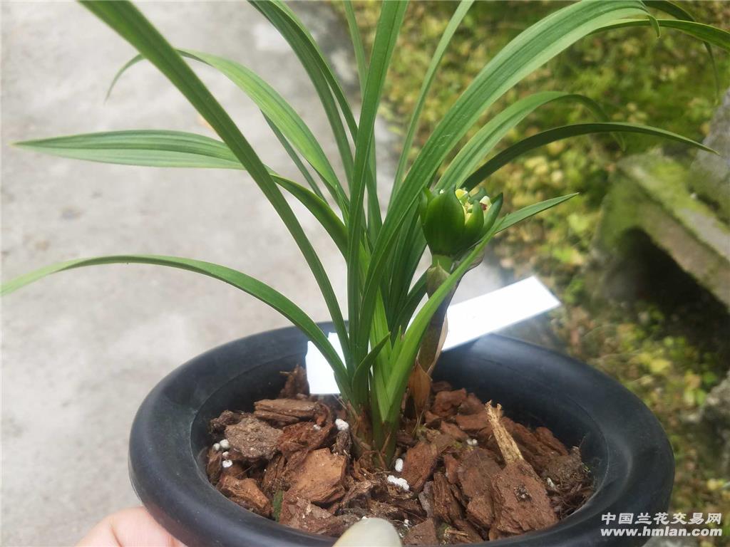 九仙牡丹 3苗1芽带花苞