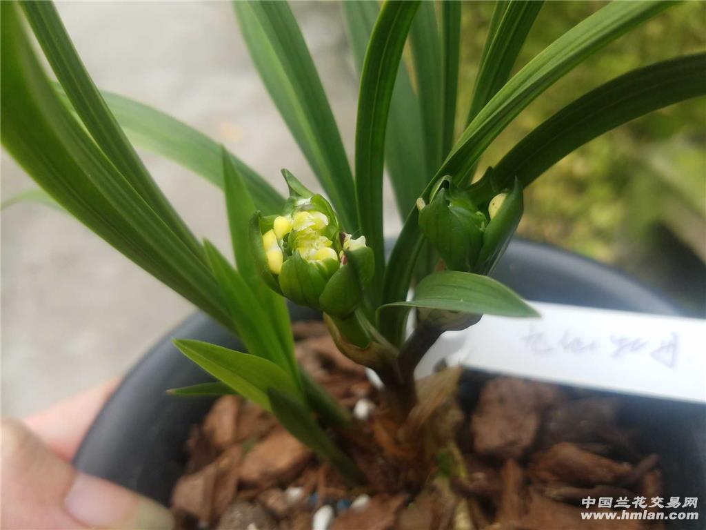九仙牡丹 3苗1芽带花苞 - 中国兰花交易网