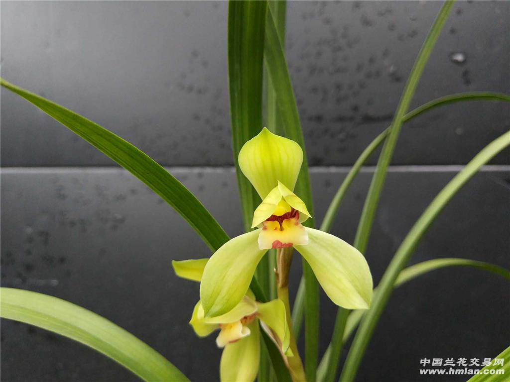 春剑大富贵,现花 花苞