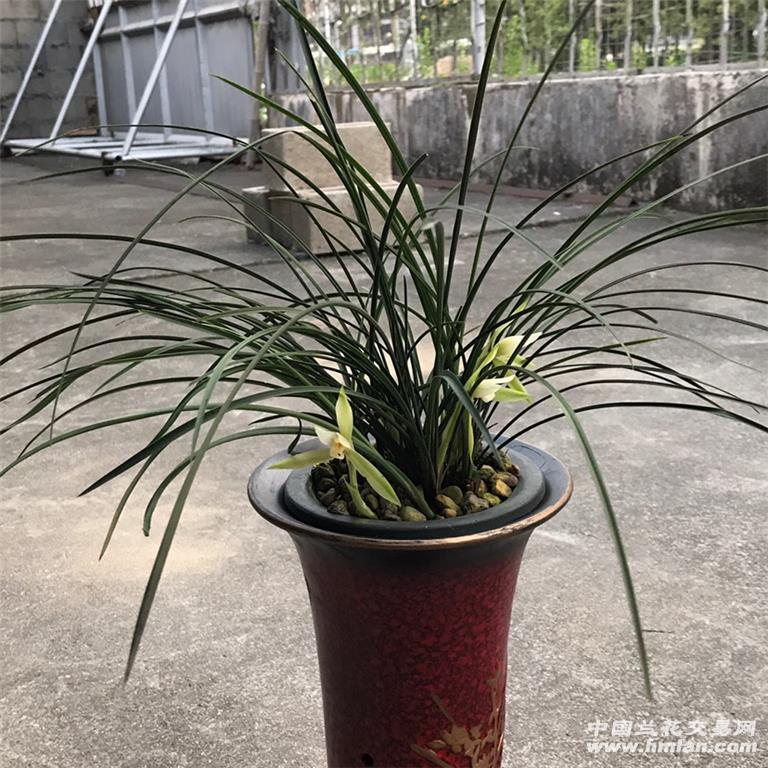 台湾细叶春兰素心8花 - 中国兰花交易网