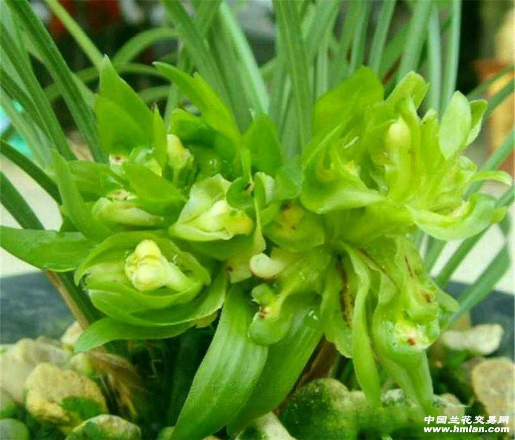 余蝴蝶6苗3花
