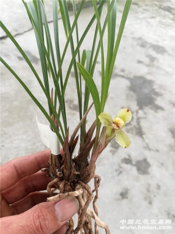 本地香花春兰新种梅