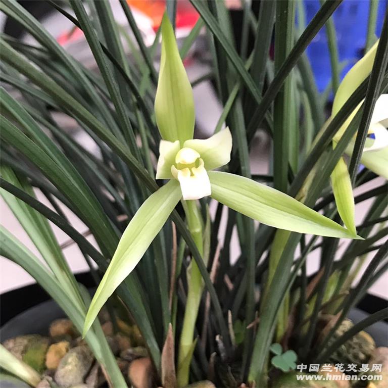 台湾细叶春兰素心8花
