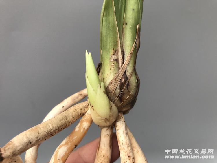 茶城榜荷 前隆带2芽