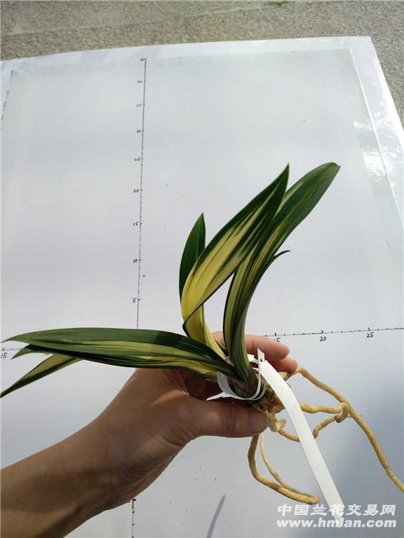 达摩中透艺 2头带芽(编号1 中国兰花交易网