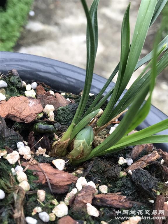 春兰 翠盖荷3苗1花苞 - 中国兰花交易网