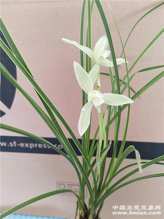 线艺草莲瓣素花4苗2花