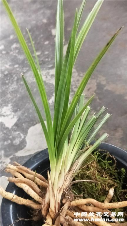 下山蕙兰连代散斑水晶丝