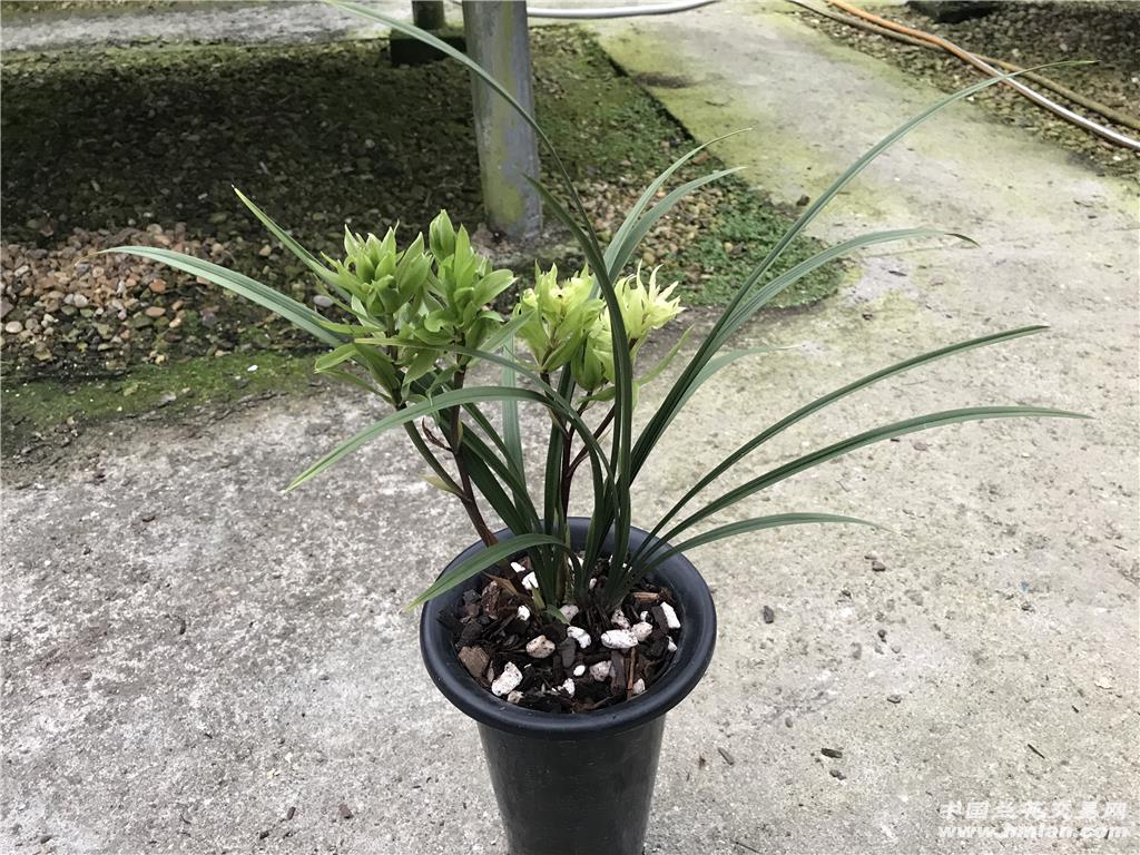 带2个花苞春兰大唐盛世 - 中国兰花交易网