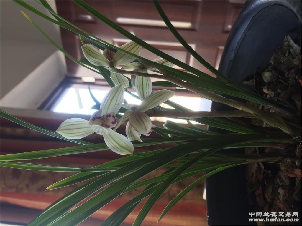 带水晶眼的细叶莲瓣小荷冠已开4苗 - 中国兰花交易网