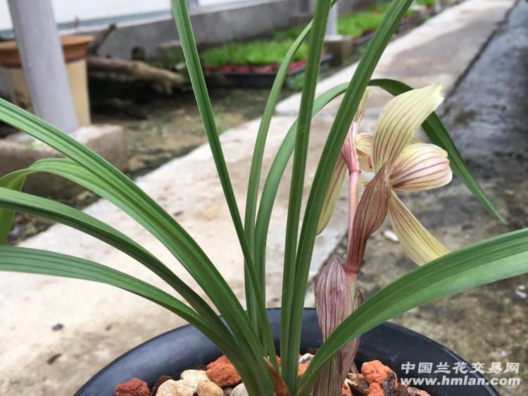 春兰(秀红荷)已开花 中国兰花交易网