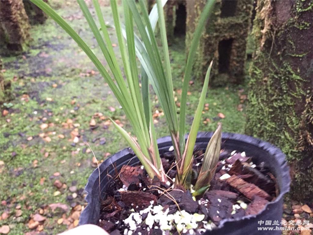 春兰川草【金荷鼎】带花苞 叶姿飘逸 附本园开品 包邮