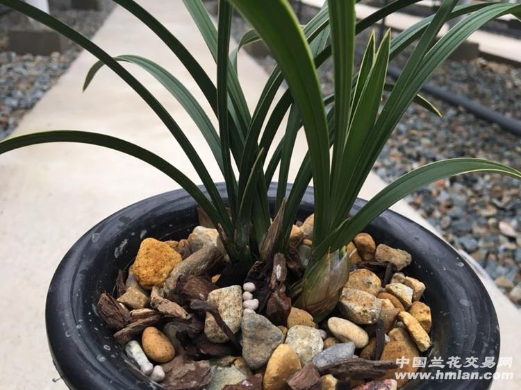 春剑荷瓣覆轮4苗1花苞1芽 中国兰花交易网