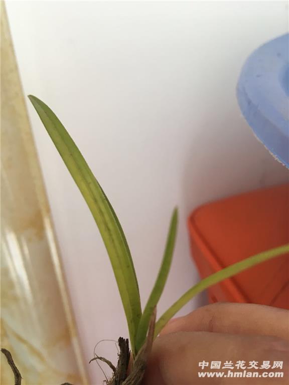 所有分类 春兰下山变异草 品种好,值得收藏. 最长叶:12cm,最宽叶:0.图片