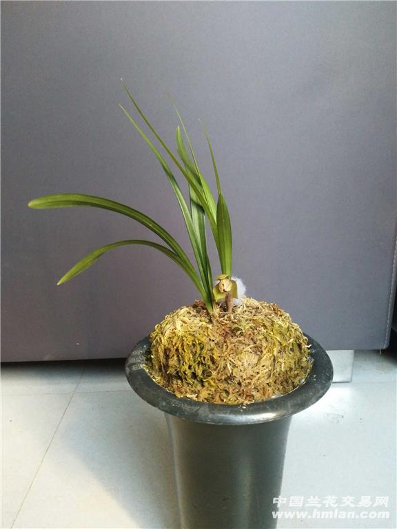 黑丝图片黑丝图片大全