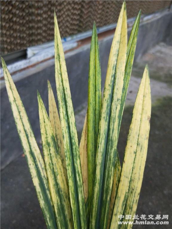 寒兰虎斑色花10苗4花 - 中国兰花交易网
