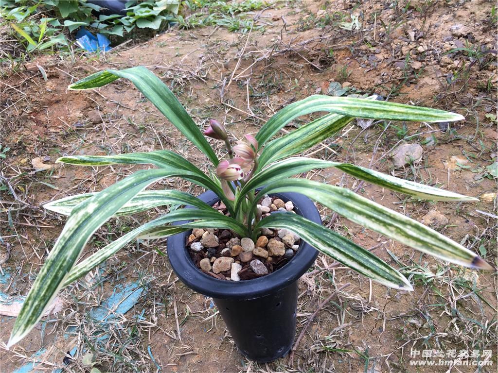 墨兰胭脂红荷已现花叶带虎斑及爪艺