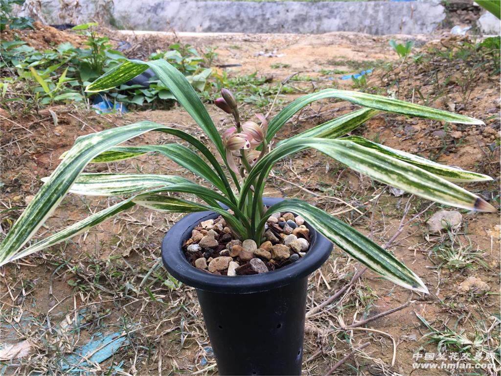 墨兰(胭脂红荷)已现花~叶带虎斑及爪艺! - 中国兰花
