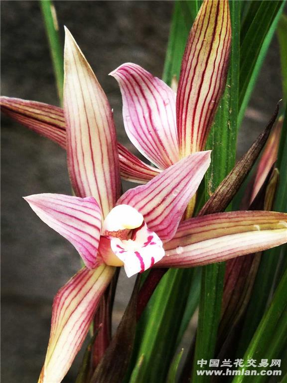 贵州安顺春兰漂亮红花浓香花 - 中国兰花交易网