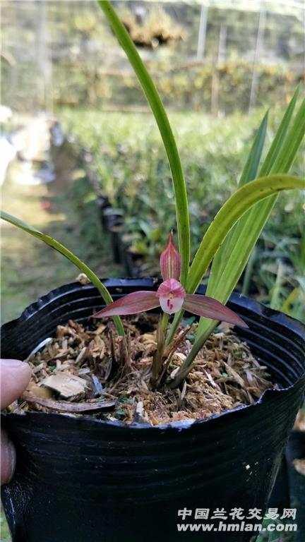 下山新品朵香春兰【已售勿拍】仅供欣赏