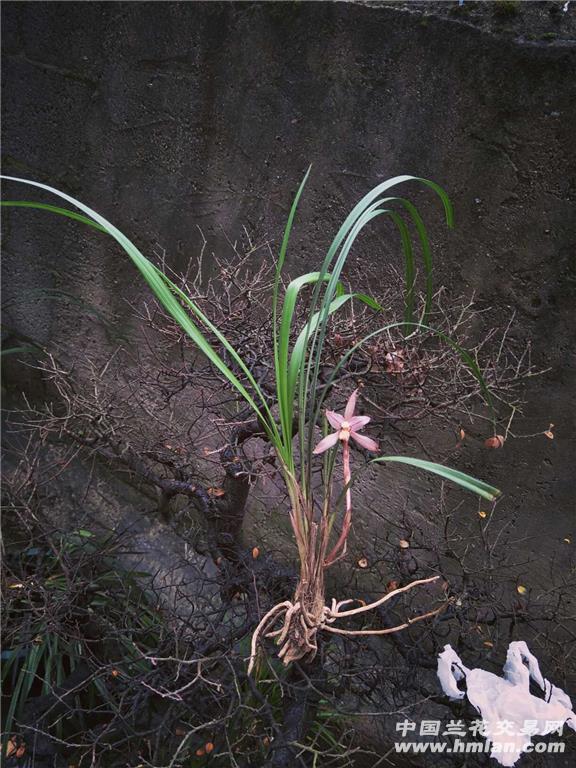 贵州安顺春兰漂亮红花浓香花 - 中国兰花交易网