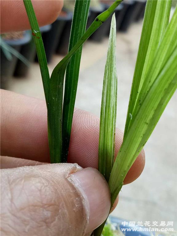 春兰龙根水晶艺草