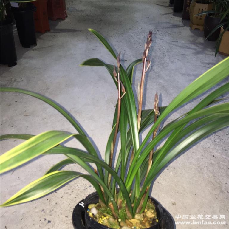 墨兰年花金凤锦6壮苗3花苞普通快递包邮 - 中国兰花