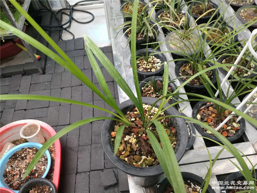 新种贵州春兰荷形红花