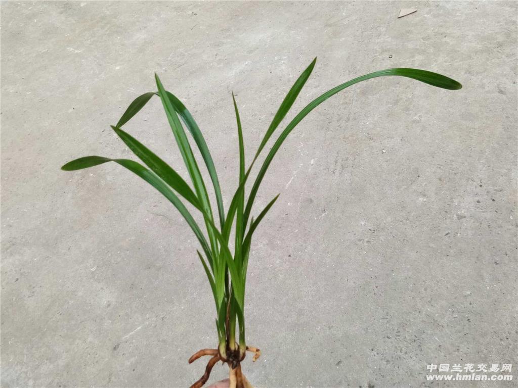 春精品红花荷瓣《大红荷》3前龙壮苗1发2带芽