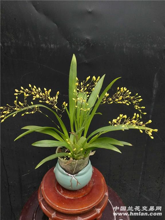 年前最后一波梦香兰