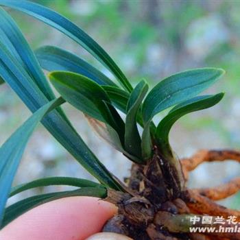 春江花月圆 - 兰花网店 - 中国兰花交易网