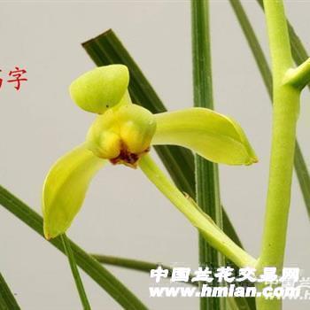 荡字