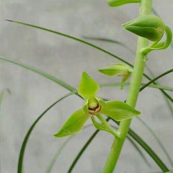 翠丰(4苗1芽)