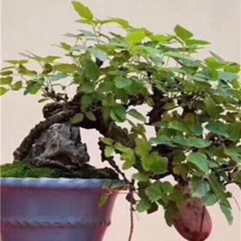 八月瓜老树桩
