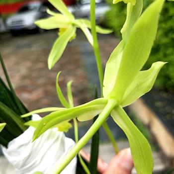 蕙兰新种素外蝶-4苗带花苞