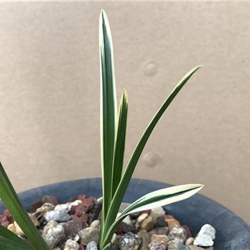 春剑艺草