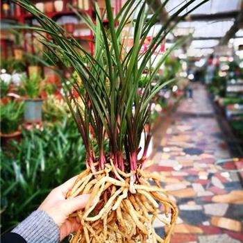 特级红香妃-中国兰花交易网