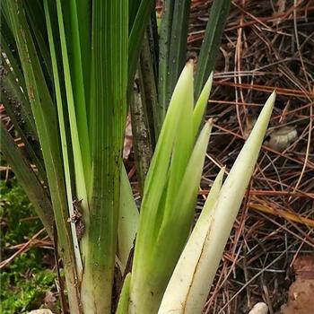 今天蕙兰3白素花苞赌素花佳品